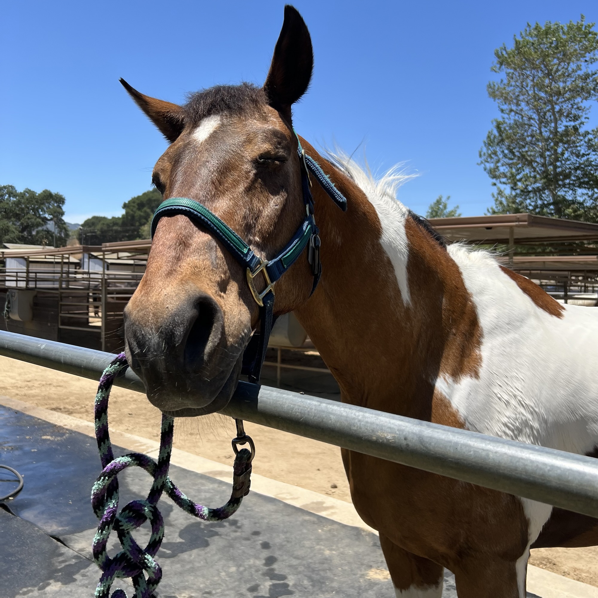 taking a short break from riding because I have concerts and I am already experiencing withdrawals because I can’t hug and cuddle horses for several weeks