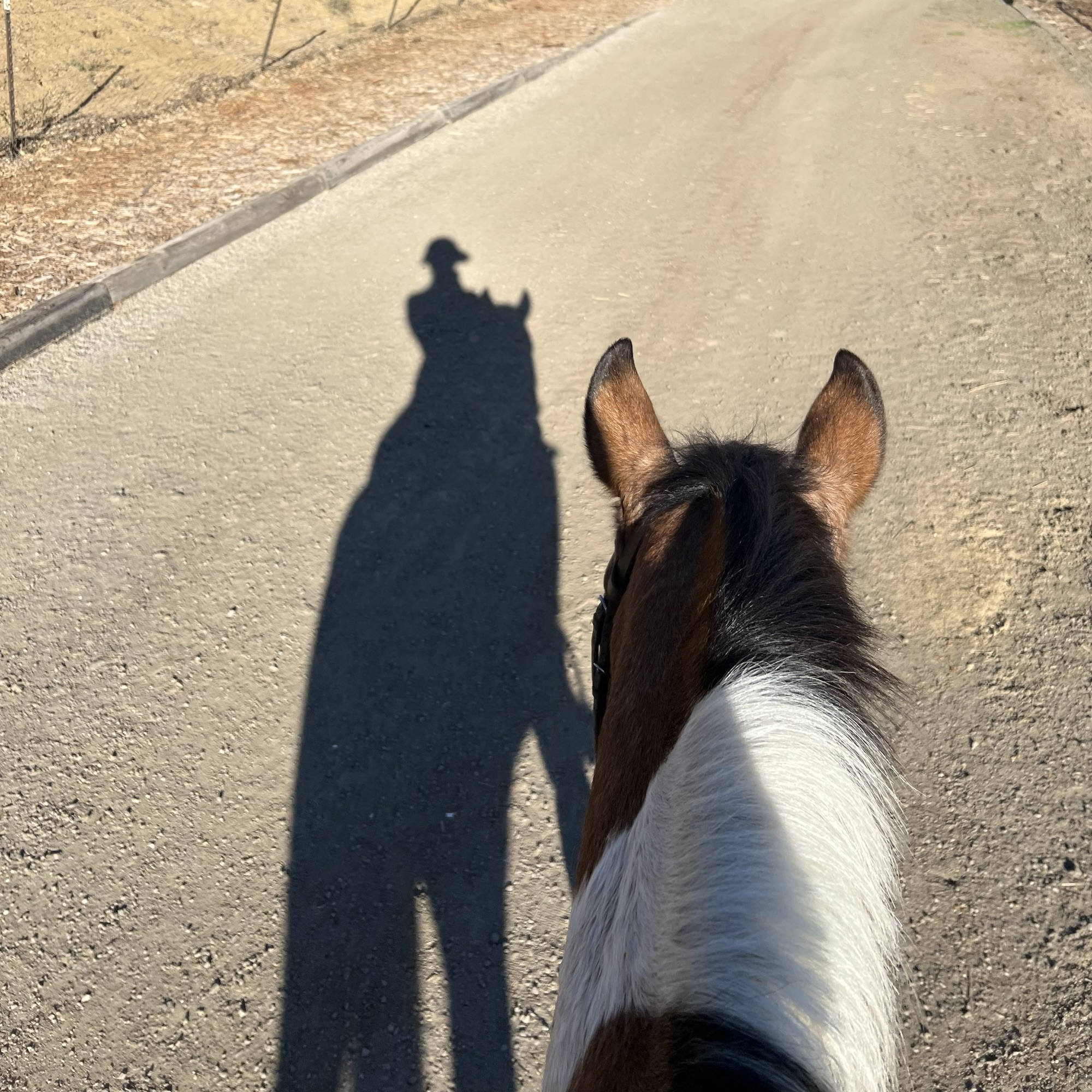 spent last week puking and wasting away, then hopped on a horse and jumped multiple times more comfortably and confidently than I ever have 🤷🏻‍♀️
